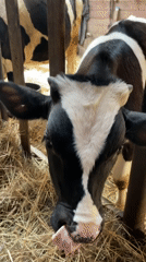 Rural farm life documented in Stepanovo, Russia