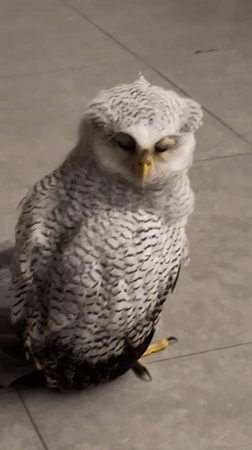 Speckled owl and curious dog share a tiled floor in Bali