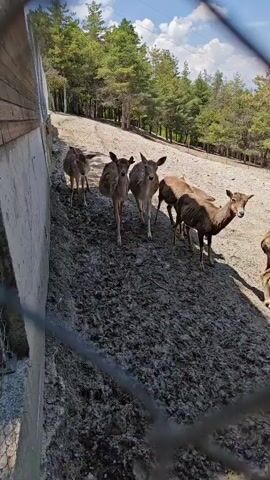 The video displays an outdoor scene featuring a group of deer in what appears to be an enclosure or a natural park. The ground in the foreground is dark, muddy, and uneven, sloping upwards from the left. A concrete wall or barrier is visible on the left side of the frame. In the midground and background, the terrain is a lighter, sandy or dry earth color, with numerous green pine trees covering a hillside under a bright, partly cloudy sky.

There are at least six deer visible, primarily in various shades of brown. The deer in the immediate foreground, initially facing away, turns its head to look towards the camera. Another deer stands close behind it, also appearing to observe the surroundings. Other deer are scattered further up the slope, some standing still, and one or two appearing to move slightly. Their coats are mottled, typical of Fallow deer. The animals seem calm and curious.

The time of day is clearly daytime, with strong sunlight casting shadows, indicating bright and clear weather conditions. The setting suggests a natural environment where these animals are housed or roam, possibly a wildlife park or sanctuary in Hadzhidimovo, Bulgaria. There is no visible text in the video.