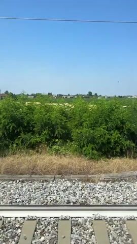 The video shows a view from a moving train, looking out a window. The foreground features a close-up of train tracks and gravel. Beyond the tracks, there is a grassy embankment and then a vast field of golden crops, likely wheat, stretching towards the horizon. In the distance, a few trees and buildings are visible, and a clear blue sky dominates the upper portion of the frame. The scene appears to be a rural landscape on a sunny day. The camera is stationary within the moving train, and the view outside is a continuous panorama.