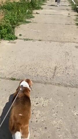 The video shows a brown and white dog on a leash walking along a concrete path. Green vegetation is visible on the left side of the path. In the distance, another person is walking away from the camera. The sun is shining, casting shadows on the path. The dog stops to sniff at the vegetation.