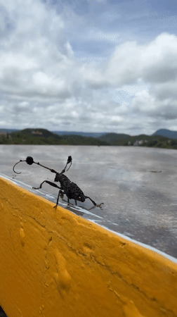 Longhorn beetle up close on a yellow surface in Da Lat