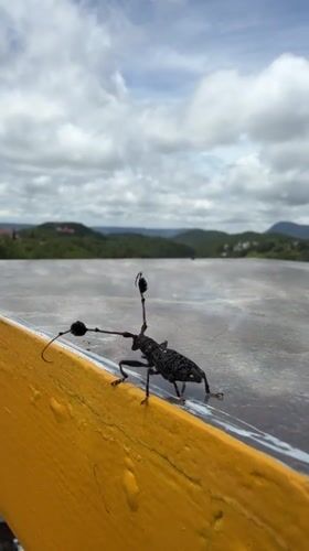 Longhorn beetle up close on a yellow surface in Da Lat