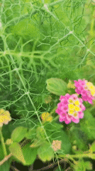 Spring flowers and coastal views documented in Ribeira Grande