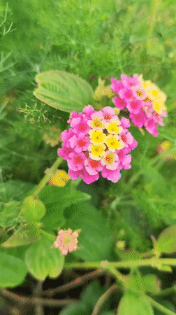 Spring flowers and coastal views documented in Ribeira Grande