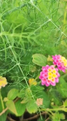 Spring flowers and coastal views documented in Ribeira Grande