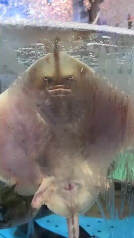 This media file shows a close-up, underwater view of a stingray in an aquarium. The stingray is light brown with darker markings. Its underside is visible, revealing its mouth and gill slits. Another fish, possibly a catfish, is partially visible in the background, with its eye clearly discernible. The water is murky, and the glass of the aquarium is covered in condensation, obscuring some details. The lighting suggests it is likely daytime, but the artificial lighting of the aquarium is also evident. The scene is taking place in an aquarium, possibly in a public exhibition or a market. There is no discernible text in the media file.