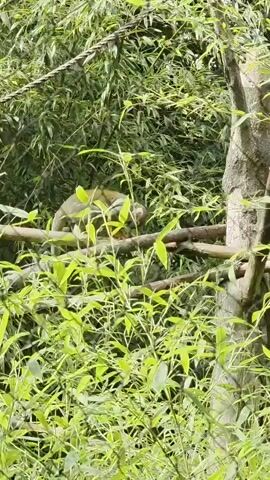 A monkey is perched on a tree branch. The monkey has grey and yellow fur. The monkey is bending over and appears to be grooming itself. The background is filled with green foliage, suggesting a natural or zoo environment. The lighting is bright, indicating daytime.