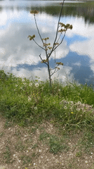 Spring waterfront scenes documented near Pleven, Bulgaria