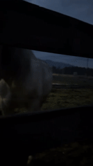 Horses observed grazing, feeding in twilight pasture scene