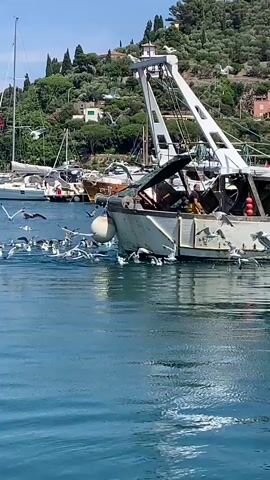 This media file depicts a bustling harbor scene in Porto Santo Stefano, Italy. The primary focus is a fishing boat with a crane, where a person in a yellow jacket is visible. A flock of seagulls surrounds the boat, some in flight and others on the water, suggesting a feeding activity or the aftermath of fishing. In the background, several sailboats are moored, indicating a busy marina. The setting is a coastal town with houses and lush green vegetation covering the hillside, characteristic of the Italian coast. The clear blue sky and bright sunlight suggest it is a sunny day, likely midday. The water is a vibrant blue, reflecting the sunny weather. Some of the seagulls are captured mid-flight, adding a sense of dynamic movement to the scene. The boat has visible text that reads "Stella Maris". The overall impression is one of a lively and picturesque coastal environment.