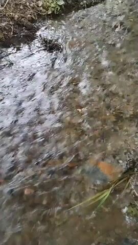 The video shows a shallow, flowing stream or creek. The water is clear enough to see the rocks and pebbles on the streambed, which appears to be composed of sand and mud. The banks of the stream are lined with green vegetation, including grass and some larger plants. In the background, there are trees and more foliage. The camera is positioned low, close to the water's edge, and pans slightly to the right, following the flow of the water. The lighting suggests it is daytime, possibly overcast or in a shaded area. There are no people or animals visible in the frame.