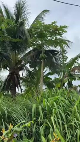 The video shows a papaya tree growing among other tropical plants. The papaya tree has several green papayas growing from its trunk. The tree is surrounded by tall grass and other plants. A coconut palm tree is to the left, and a banana tree to the right. The sky is overcast.