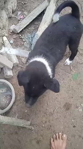 A black puppy with white markings on its chest and tail is playing on the ground. The puppy is rolling around and biting its paws. The ground is made of dirt and there are some sticks and debris scattered around. A person's feet are visible in the lower right corner of the frame.