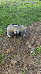 Bird spotted nesting with eggs in Chilean field