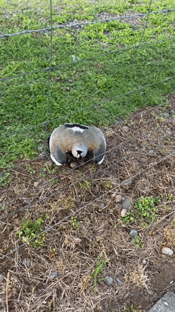 Bird spotted nesting with eggs in Chilean field