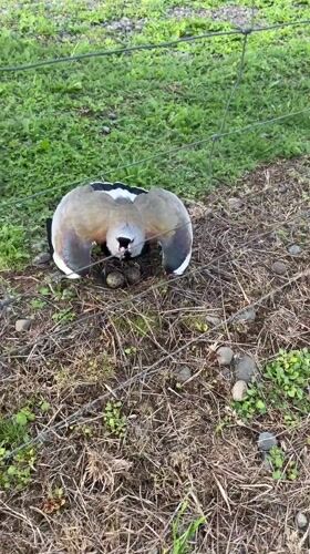 Bird spotted nesting with eggs in Chilean field