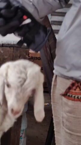 The video shows a close-up of a young white goat with long ears. The goat is looking to its left and its head is slightly tilted. Its fur is shaggy and appears somewhat damp. In the background, a person is holding up a dark jacket with red accents. The environment appears to be indoors, possibly a barn or shed, with some boxes and a red plastic chair visible. The video is blurry and shaky, suggesting it was filmed with a handheld device.