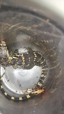 A close-up, overhead shot shows a black and yellow spotted lizard in a clear plastic tub. The lizard is coiled around some food scraps and a live cricket. The tub is transparent and has a smooth, reflective interior. The lizard's tail is long and banded with black and yellow stripes. The lizard's head is visible, and it appears to be alive and alert. The lighting is bright, and the focus is on the lizard and its surroundings.