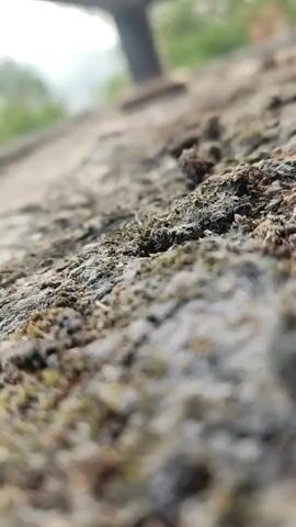 This is a close-up, macro video of a rough, textured surface, possibly a wall or rock, covered with patches of moss and lichen. The background is blurred, showing faint shapes of green foliage and what appears to be a dark, vertical object, possibly a post or leg of furniture, all under a bright, overcast sky. The camera is positioned very low, creating a shallow depth of field that emphasizes the intricate details of the mossy surface. There are no people or discernable actions occurring in the video; it is a static shot focused entirely on the texture and life on the surface.
