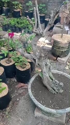 The video shows a collection of potted plants outdoors. In the foreground, a large, gnarled bonsai tree is in a wide, shallow pot. To the left and behind the bonsai, several smaller plants in black nursery bags are arranged. One of these smaller plants has a single pink flower. In the background, there are more potted plants, some in plastic bottles. A brick wall is visible behind the plants. The ground is covered with dirt and debris. The scene appears to be a nursery or a garden.