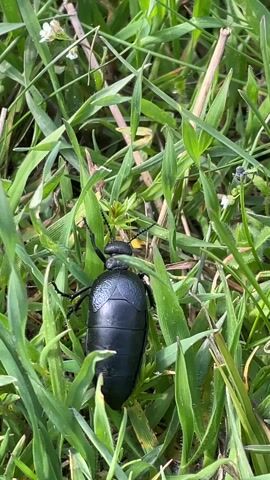 The video shows a large black beetle crawling through the grass. The beetle has a segmented body and long antennae. The grass is green and there are some small white flowers visible. The lighting is bright and the scene appears to be outdoors.