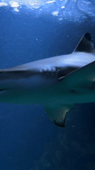 Visitors capture marine life footage at Vienna's Haus des Meeres