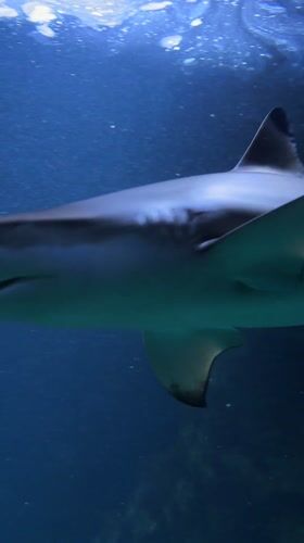 Visitors capture marine life footage at Vienna's Haus des Meeres