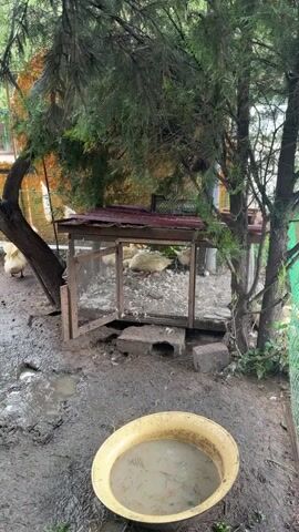 The video shows an outdoor scene with several ducks in a muddy enclosure. In the foreground, a yellow basin filled with water and some debris sits on the muddy ground. Behind the basin, a wooden and wire-mesh duck coop is visible, with a reddish roof. Several white ducks are inside and around the coop. To the left of the coop, a large tree with dark bark and green foliage dominates the scene. The ground is wet and muddy, with puddles of water. The overall environment appears to be a farmyard or backyard.