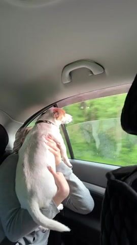 A person's hands hold a white dog with brown markings, possibly a Jack Russell Terrier, with its head out the window of a moving vehicle. The dog is looking out the window at a blurry green landscape. The interior of the car is visible, including a handle on the ceiling and the back of a headrest. The weather appears to be rainy or humid, as evidenced by water droplets on the window. The person is wearing a grey hooded sweatshirt. The dog is wearing a black collar with silver studs. The video is short and shows the dog enjoying the ride.