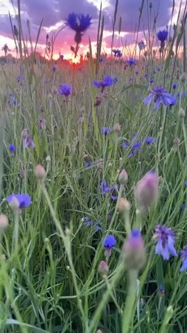 The video is a close-up shot of a field of cornflowers and tall grass during a sunset. The sky is painted with hues of purple and pink, with the sun setting just above the horizon, casting a warm orange glow. The camera is positioned low to the ground, emphasizing the delicate blue petals of the cornflowers and the lush green of the grass. Some of the flowers are in focus, while others are blurred, creating a sense of depth and movement. The overall atmosphere is serene and tranquil, evoking the beauty of nature at dusk.