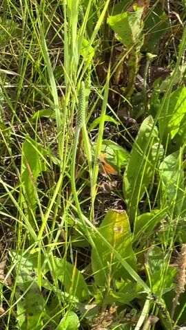 The video shows a close-up view of green grass and foliage. A small orange butterfly is perched on a green stalk in the center of the frame. The butterfly appears to be stationary. The lighting suggests it is daytime, with sunlight illuminating the scene. The background is blurred, indicating a shallow depth of field.