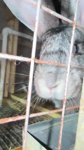 The video shows a close-up of a rabbit's face peering through a metal cage. The rabbit has gray fur and large ears. In the background, another rabbit is visible, also in a cage. The cages appear to be made of metal wire and wood, with some hay and other debris on the floor. There are also some white pipes and a red water dispenser visible in the background. The lighting is dim and appears to be artificial. The overall impression is that of a rabbit hutch or enclosure.