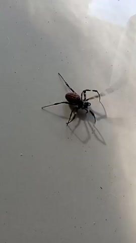 The video shows a spider on a light-colored, reflective surface. The spider has a brown abdomen and appears to be moving its legs. The lighting suggests the surface is outdoors or near a window, as there are highlights and shadows. The camera angle is overhead, focusing on the spider.
