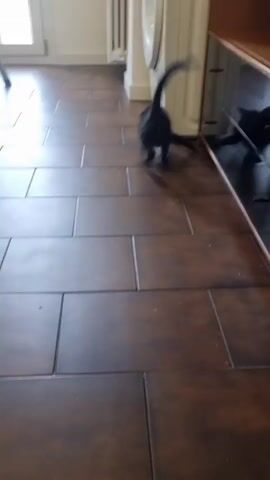 A black cat with a long tail walks across a tiled floor toward a white washing machine. The cat stops and looks at something off-screen, then walks toward a small red ball on the floor near a metal ladder. The cat plays with the ball and bats it around. The background shows a window with trees outside and a tall white radiator.