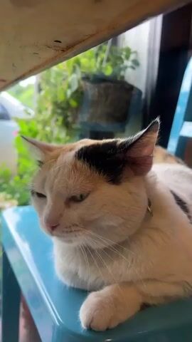 A calico cat with white, black, and orange patches is sitting on a blue chair. A person's hand is gently petting the cat's head. The cat is looking to its left with its eyes partially closed, and its ears are perked up. The background shows a window with green foliage visible outside, suggesting an indoor setting near a window. The cat is wearing a light blue collar.