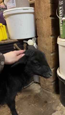 In the video, a person's hand gently strokes and caresses the head and neck of a small, black lamb. The lamb stands relatively still, appearing to enjoy the affection. The background reveals a cluttered barn or shed environment, with various buckets, containers, and wooden structures stacked nearby. The ground appears to be a mix of dirt and straw.