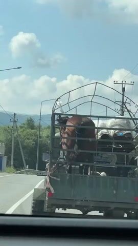 A brown horse and two white objects are inside a green trailer attached to a tractor. The trailer has a metal cage around it. The tractor is on a paved road. In the background, there are trees, hills, a utility pole, and a cloudy sky. The video is taken from inside another vehicle.