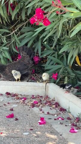 A hen and several chicks are visible in the video. The hen is dark brown and appears to be standing behind a low wall. Several chicks, varying in color from yellow to black and white, are scattered on the ground. Some of the chicks are near the hen, while others are further away. The environment appears to be outdoors, with a flowering bush in the background and a paved surface in the foreground. There are fallen pink flower petals scattered on the ground. The video seems to capture a moment of the hen and her chicks foraging or resting.