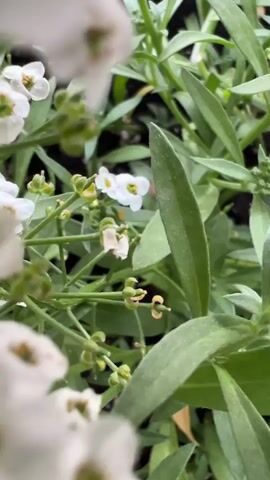 A close-up video pans across a pot of blooming white alyssum flowers. The camera moves from a very close-up perspective of individual flowers and leaves, then zooms out to reveal the entire plant in a terracotta pot. The background shows ground and parts of other pots, suggesting an outdoor setting. There are no people or animals visible in the video. The focus is entirely on the plant and its flowers.