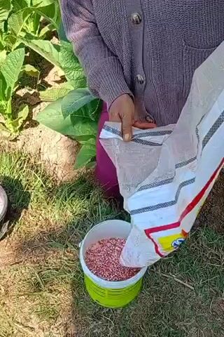 A person wearing a purple sweater and pink pants is kneeling in a grassy area next to some large green plants, possibly tobacco plants. They are holding open a woven bag and pouring small, reddish-pink pellets into a green bucket. The bag has white, red, and yellow stripes on it, and some text in a foreign language. The bucket is about a quarter full of the pellets. The lighting suggests it is daytime.