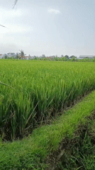 Green rice paddies in Mengwi, Bali, on an overcast morning
