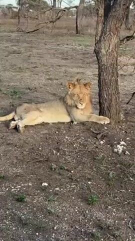 The video shows a young male lion lying down next to a small tree. The lion is light brown in color and has a short mane. It is lying on its stomach, with its paws outstretched in front of it. The tree is dark brown and appears to be relatively thin. The ground around the lion and tree is mostly dirt, with some small patches of grass and small white stones. In the background, there are other trees and shrubs, but they are out of focus. The light in the video suggests it is early morning or late afternoon. The lion appears to be relaxed.