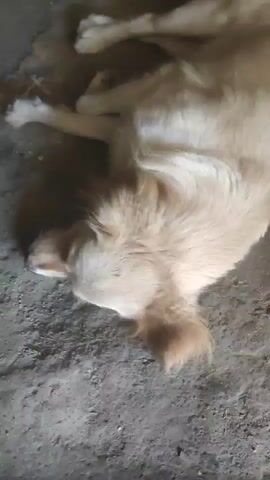 This is a close-up video of a light-colored dog, possibly a Golden Retriever mix, lying on a dirt or concrete surface. The dog is on its back, with its head tilted upwards and its eyes closed, appearing to be sleeping or resting. Its fur is light brown and appears fluffy. The background is dimly lit and out of focus, suggesting an indoor or shaded outdoor location. The surface the dog is lying on is rough and textured, with some debris visible. The lighting creates soft shadows around the dog's head and body. No text is visible in the video. The scene conveys a sense of peace and relaxation.