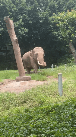 A morning at Chongqing Zoo: elephants, pandas, and crowds