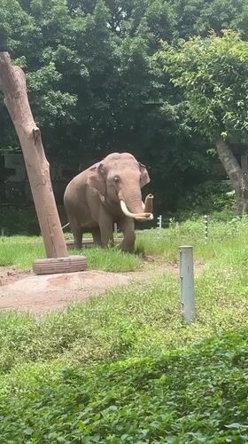 A morning at Chongqing Zoo: elephants, pandas, and crowds