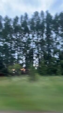 The video shows a blurry, side-view of a landscape from a moving vehicle. Tall, dark green trees are lined up horizontally across the frame, appearing as blurred vertical strokes due to motion. Below the trees, a band of bright green grass is also blurred. The sky above is a muted grey with lighter patches, suggesting an overcast day. The overall impression is one of speed and a fleeting glimpse of a natural setting.