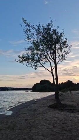 A lone tree stands on a sandy beach next to a body of water. The sky is a blend of blue and pale orange, with wispy clouds, suggesting either dawn or dusk. The water is calm, with gentle waves lapping at the shore. In the distance, a line of trees forms the horizon. There are two people visible in the background, one near a bicycle and another standing further down the beach.