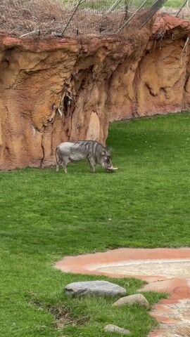 A medium shot depicts a warthog grazing on a grassy slope adjacent to a rock formation. The warthog is gray-brown, and it has prominent tusks. The grass is lush and green, and there is a small, shallow pool of water with a red border near the bottom of the frame. A medium-sized gray rock sits in the lower left corner of the frame. The rock formation is orange and brown, with visible crevices and textures. A chain-link fence is visible at the top of the frame, partially obscured by tree branches.