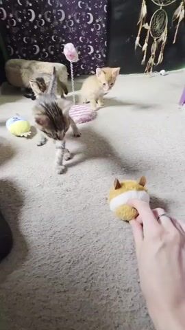 A person's hand, with a ring on the index finger, is holding and moving a round, furry toy with a striped pattern in the foreground. Several kittens are present in the middle ground, playing on a light-colored carpet. One kitten, striped tabby, is looking down at the toy. Another, orange tabby, is facing the toy. In the background, there's a fuzzy sheep toy, a pink cat toy on a stand, and a dreamcatcher hanging on the wall. The wall is decorated with a dark fabric featuring a pattern of moons and stars. The lighting is dim.